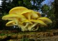 golden oyster mushroom