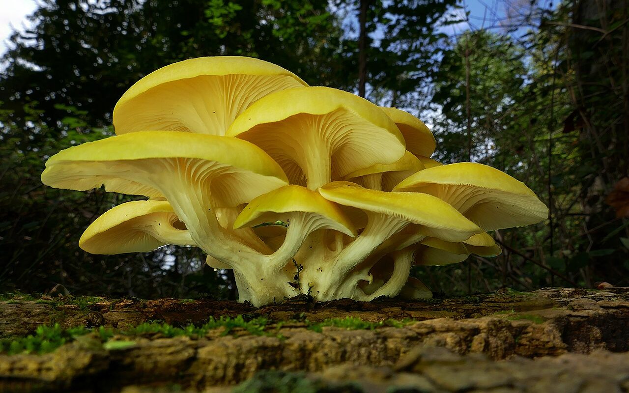 golden oyster mushroom