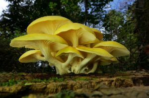 golden oyster mushroom