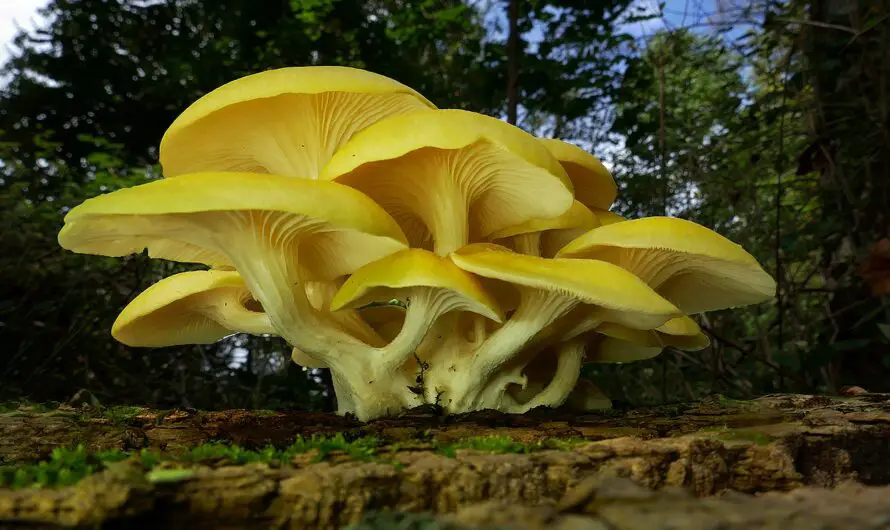 Golden Oyster Mushroom Invasion Threatens Michigan Forest Biodiversity