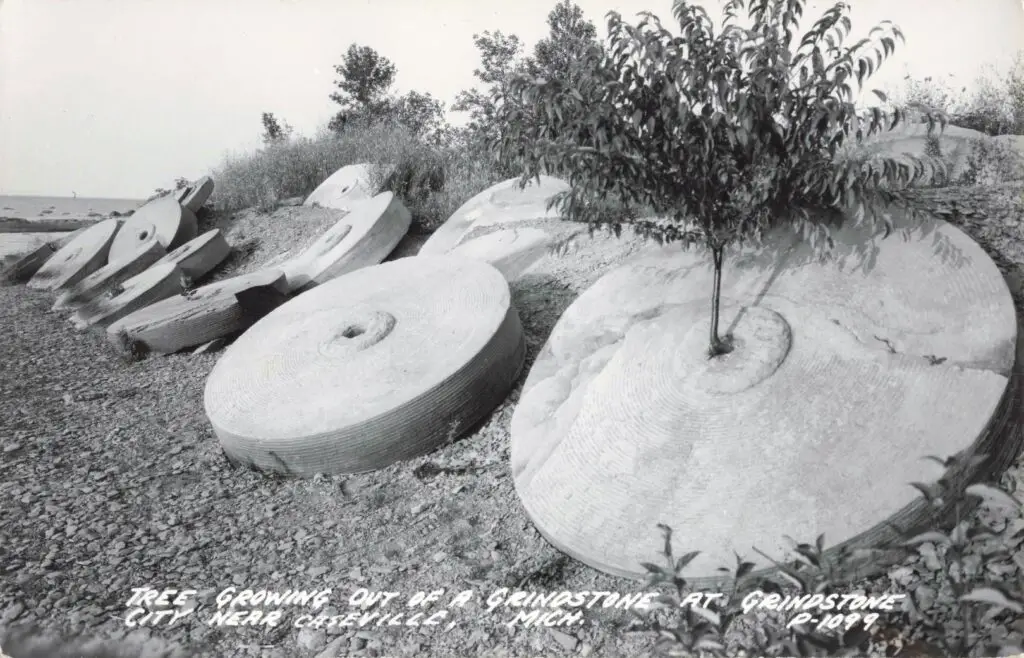 Tree growing from large stone discs.