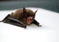 rabies case