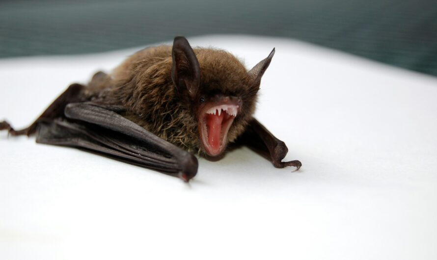 St. Clair County Rabies Alert: First Positive Bat Case of 2025 Confirmed