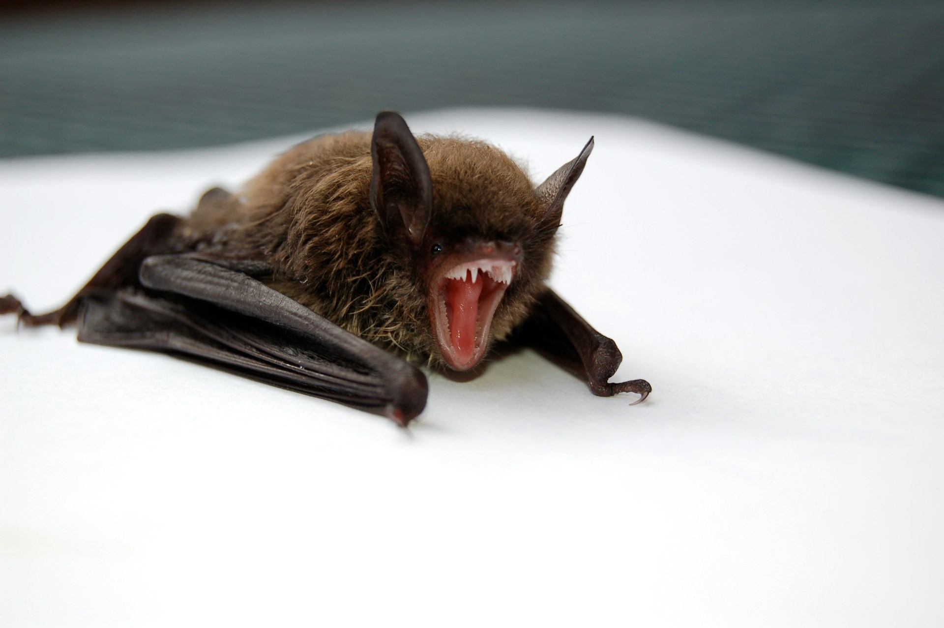 rabies case