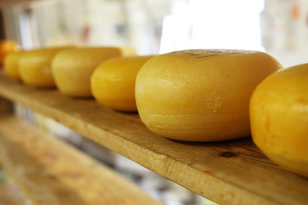 Row of yellow cheese wheels