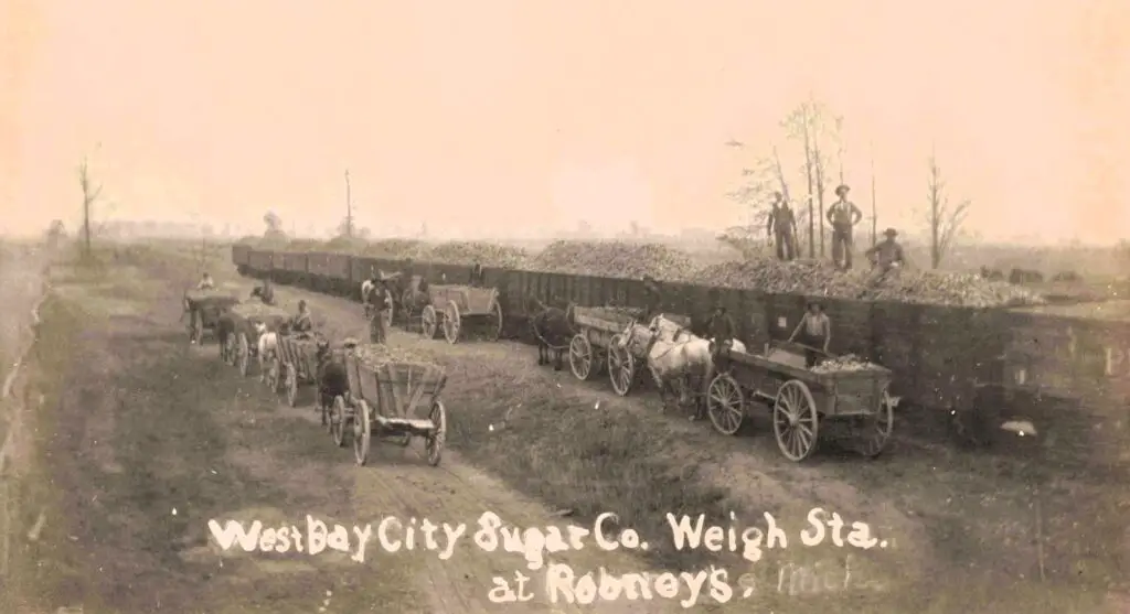 Sugar beets loaded onto railcars in West Bay City