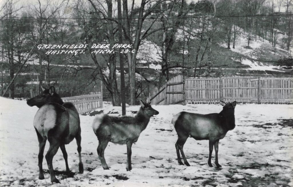 Elk in snowy park setting.