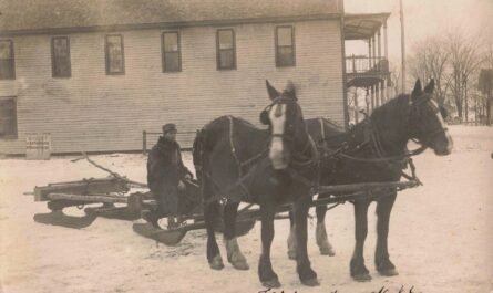 Horse Team in Winter