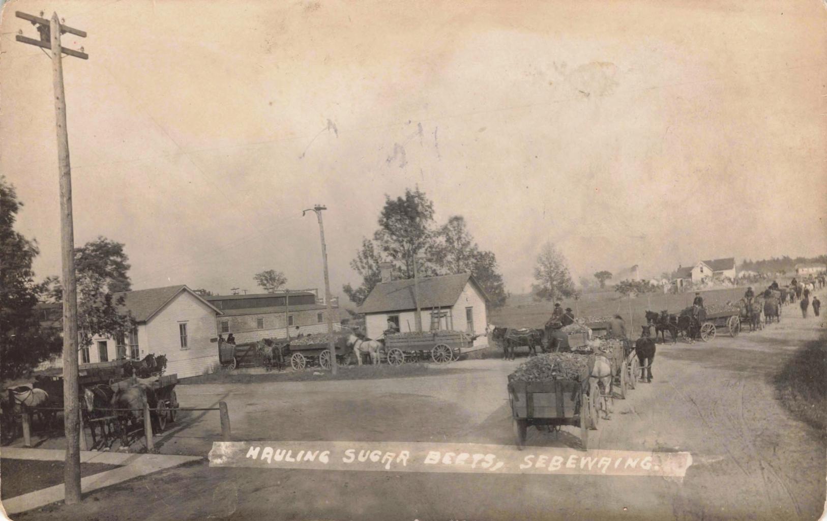 Black-and-white photo of multiple horse-drawn wagons loaded with sugar beets traveling along a dirt road past small buildings and utility poles in Sebewaing, Michigan.
