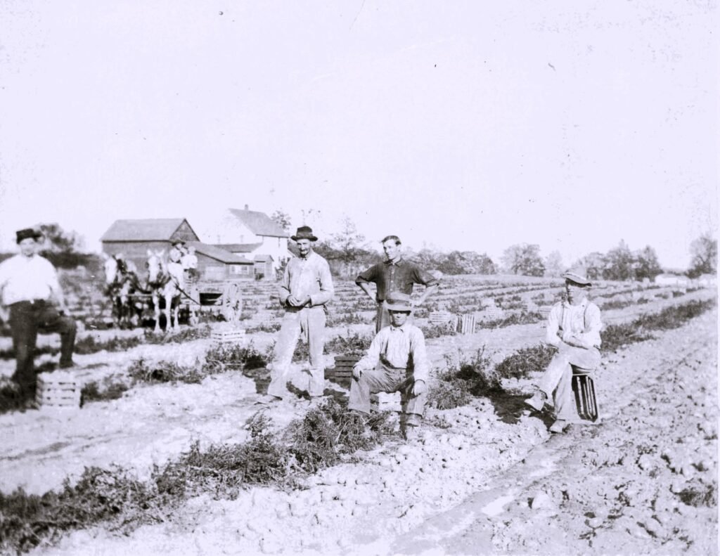 Potato Farm Near Greenville Michigan