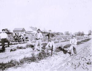 Potato Farm Near Greenville Michigan