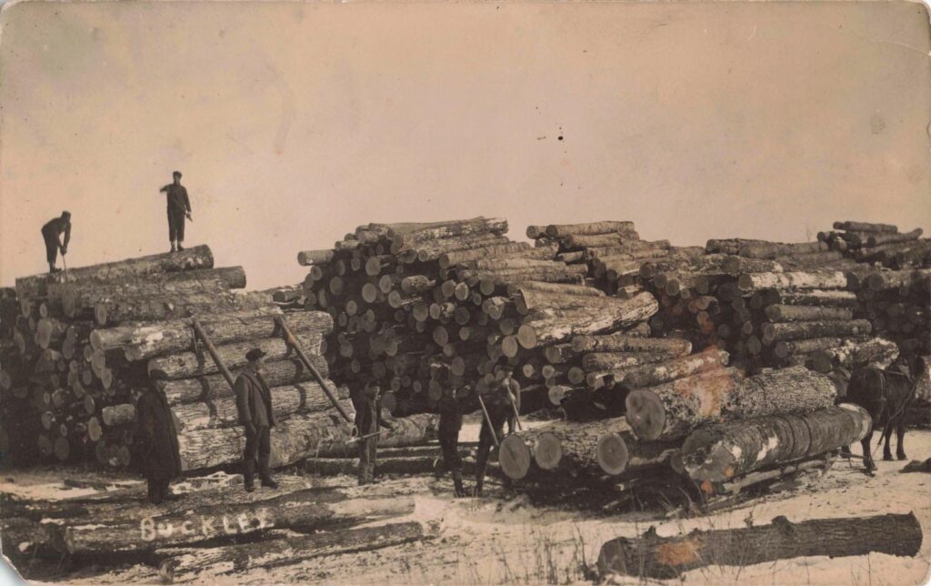 Loggers stand on massive timber near Buckley in 1909. The logging industry built the town and provided its first major source of income.