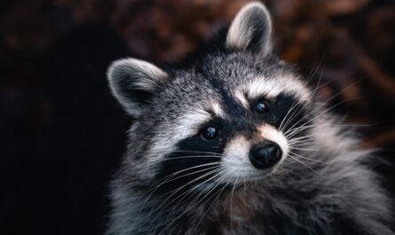 Raccoon trash picker in Port Austin