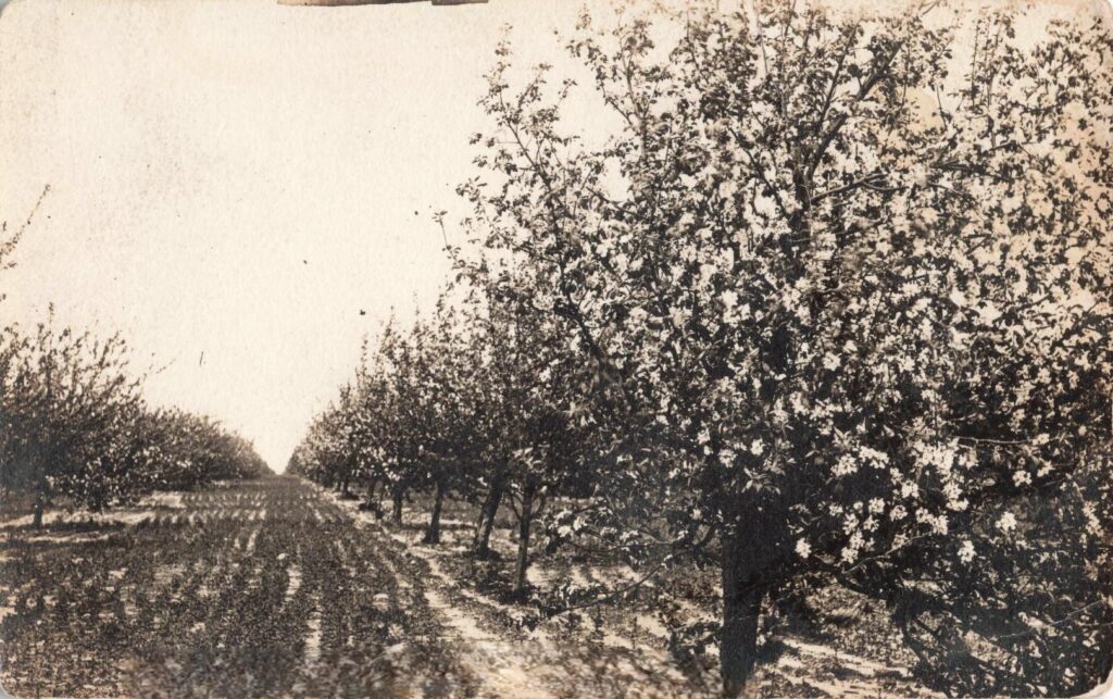 A western Michigan orchard on the fruit ridge.