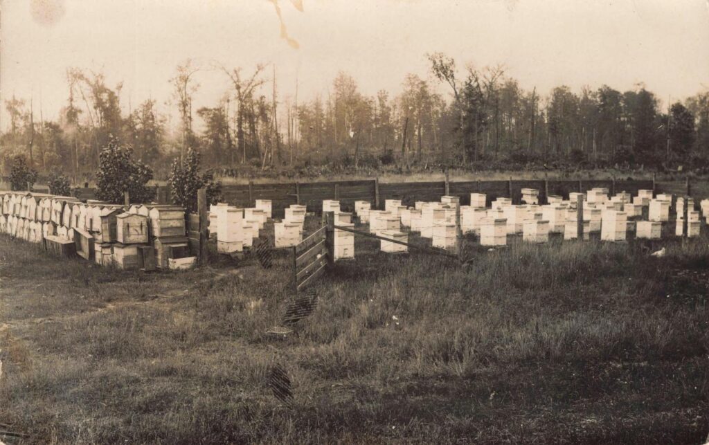 Beehive yard at Falmouth.