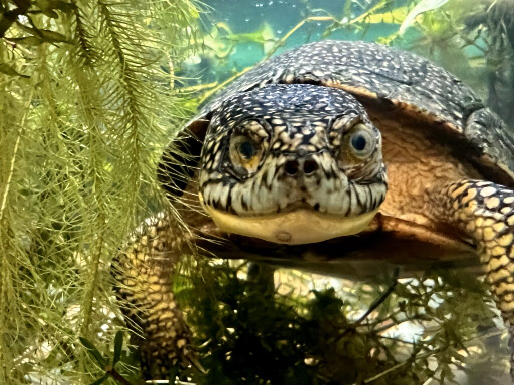 Collin, the Blandings Turtle at the HCNC
