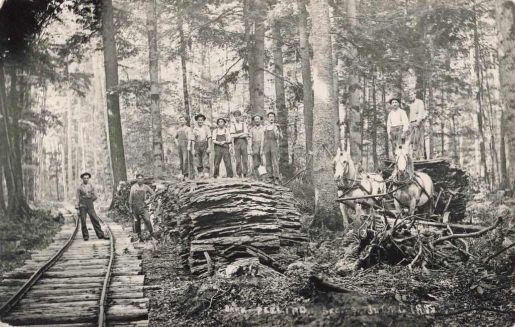 Bark Peeling in Kalkaska County 