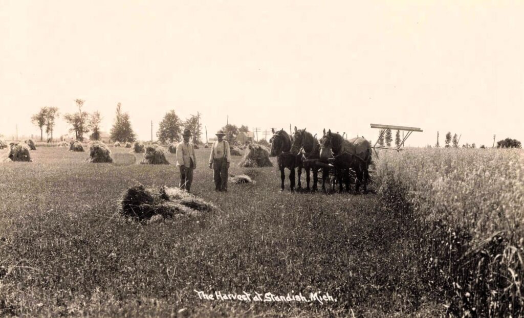 The harvest in Standish Michigan