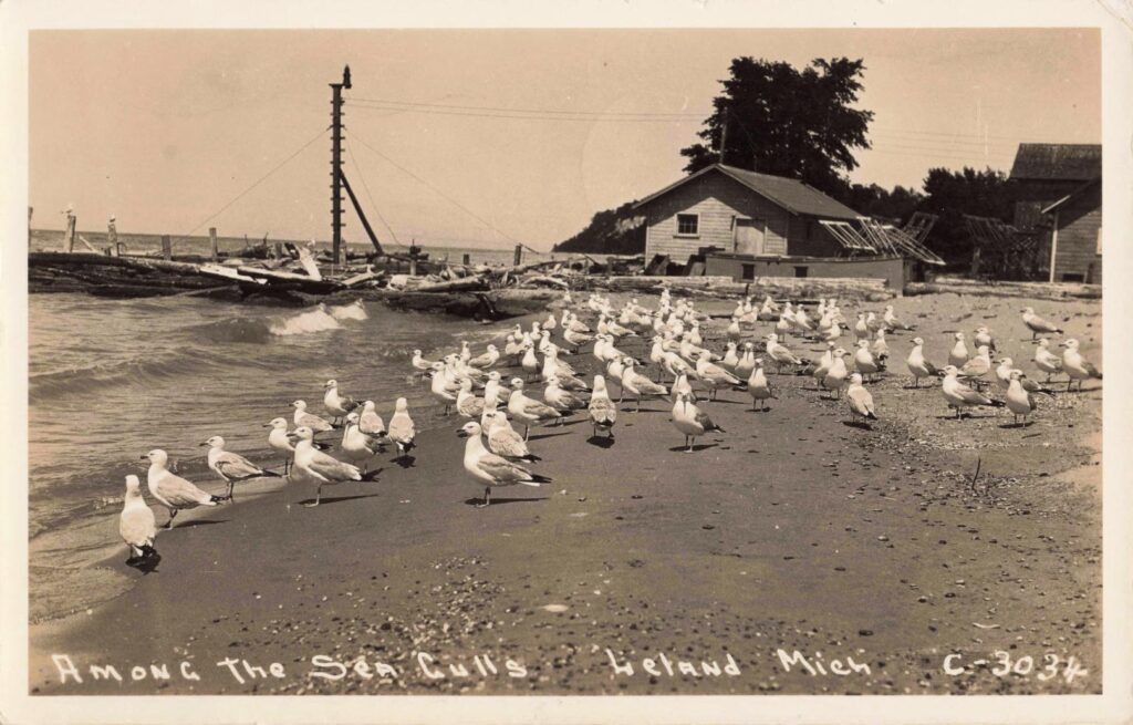 Among the Sea Gulls, Leland Mich. 1946