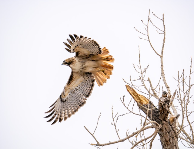 Hawk soaring near a barren tree.
