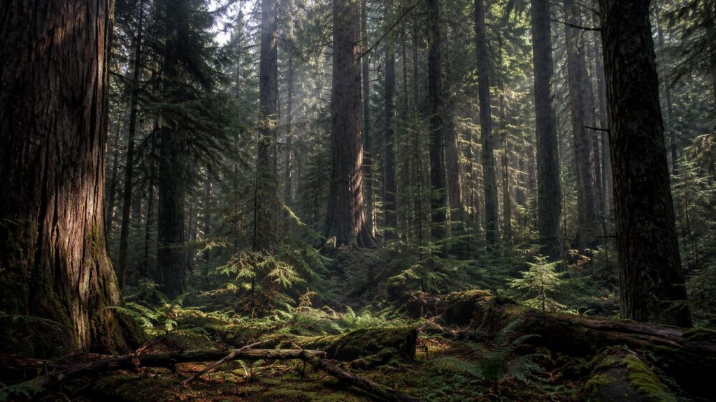 Lush, misty forest with towering trees.