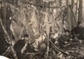 Hunters with deer trophies in forest