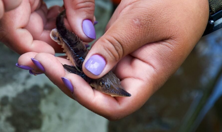 Public Invited to Help Return Lake Sturgeon to Saginaw Bay Watershed