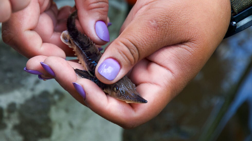 Lake Sturgeon