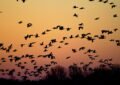 Michigan Fall Bird Migration
