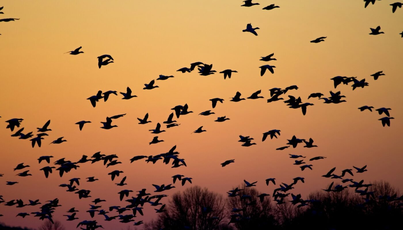 Michigan Fall Bird Migration