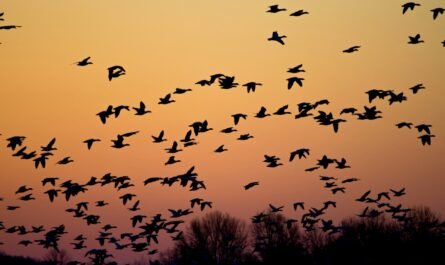 Michigan Fall Bird Migration