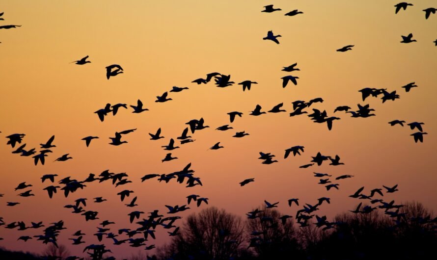 Michigan Fall Bird Migration – More Than 2 Million Birds Filled Night Sky