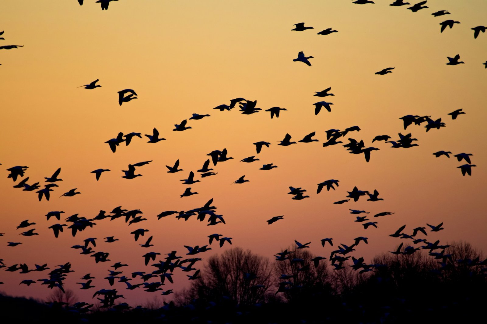 Michigan Fall Bird Migration