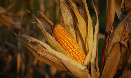 USDA Forecasts Smaller Michigan Corn Crop