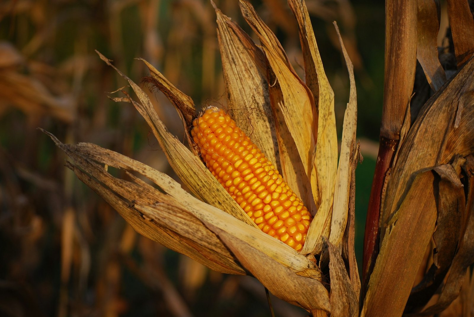 USDA Forecasts Smaller Michigan Corn Crop