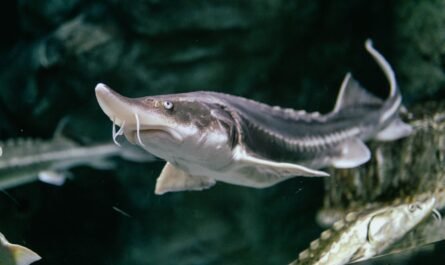 Lake sturgeon rescue