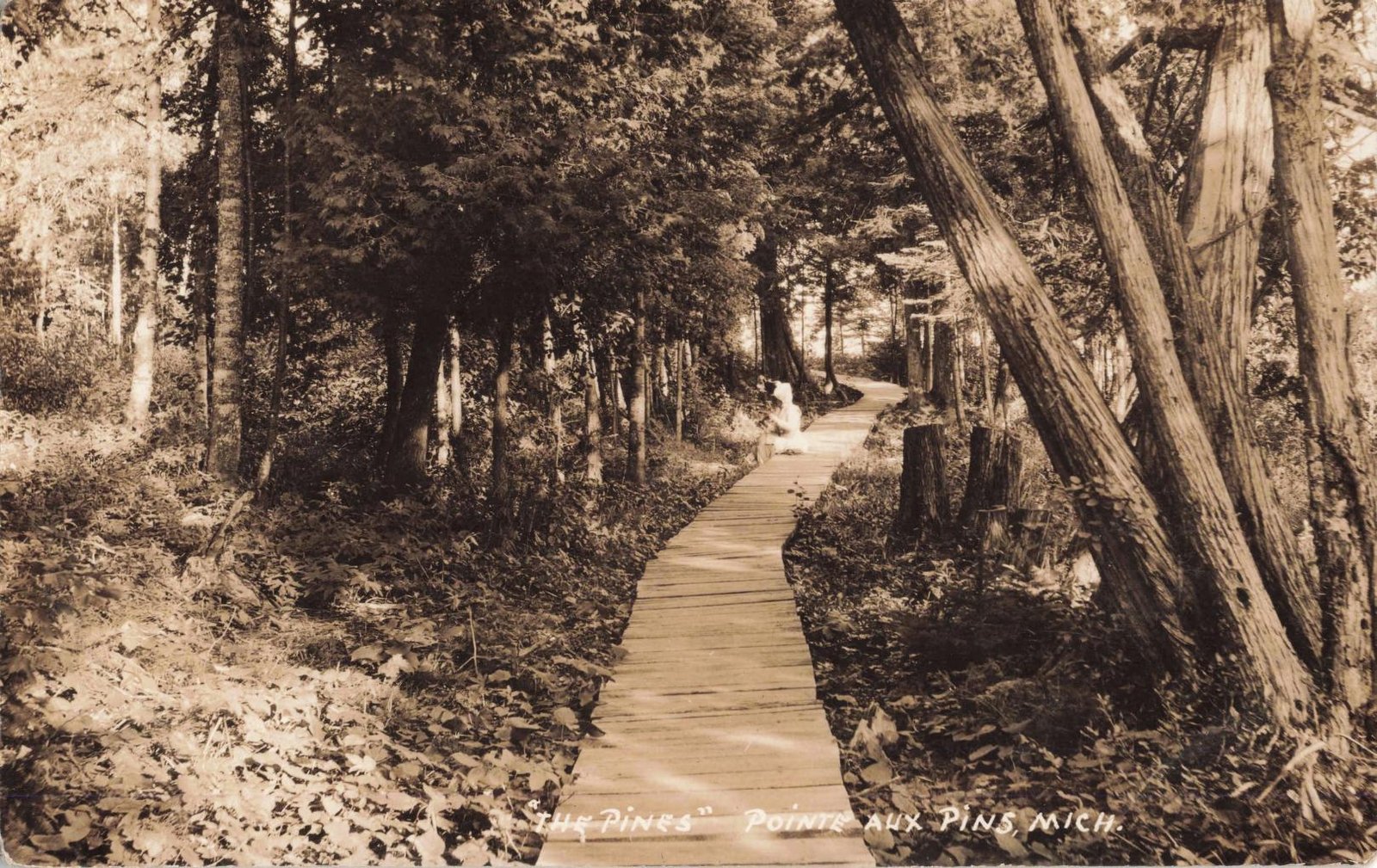 Historic postcard showing a narrow wooden boardwalk through trees at The Pines in Pointe Aux Pins, Michigan.