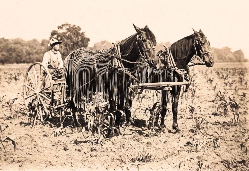 Farmer with horses in field