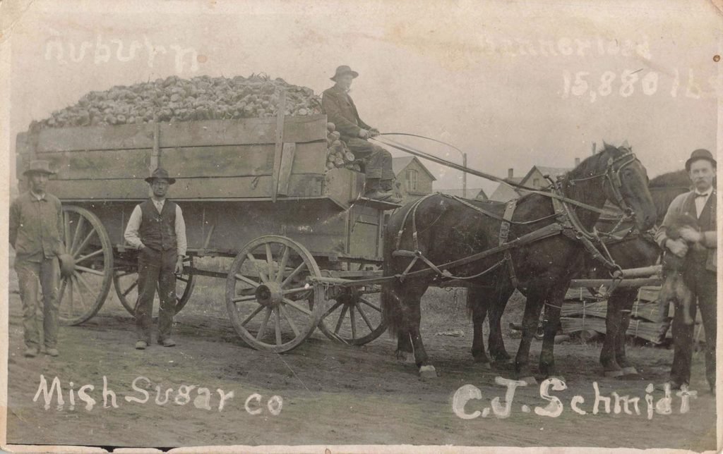 Sugar beet wagon in Auburn, Michigan (1909)