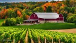 Michigan Wine Vinyards